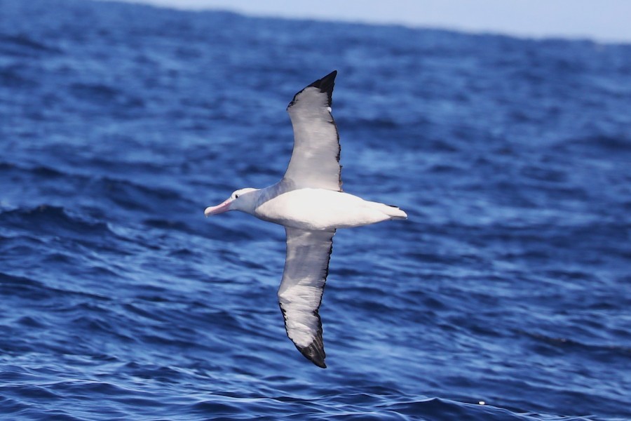 Antipodean Albatross (Gibson's) - ML634519947