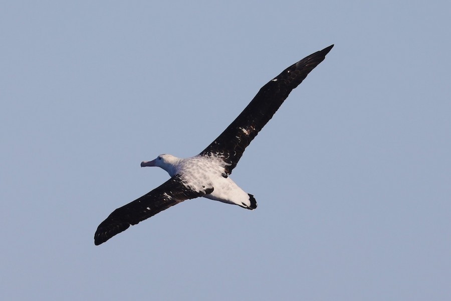 Antipodean Albatross (Gibson's) - ML634519948