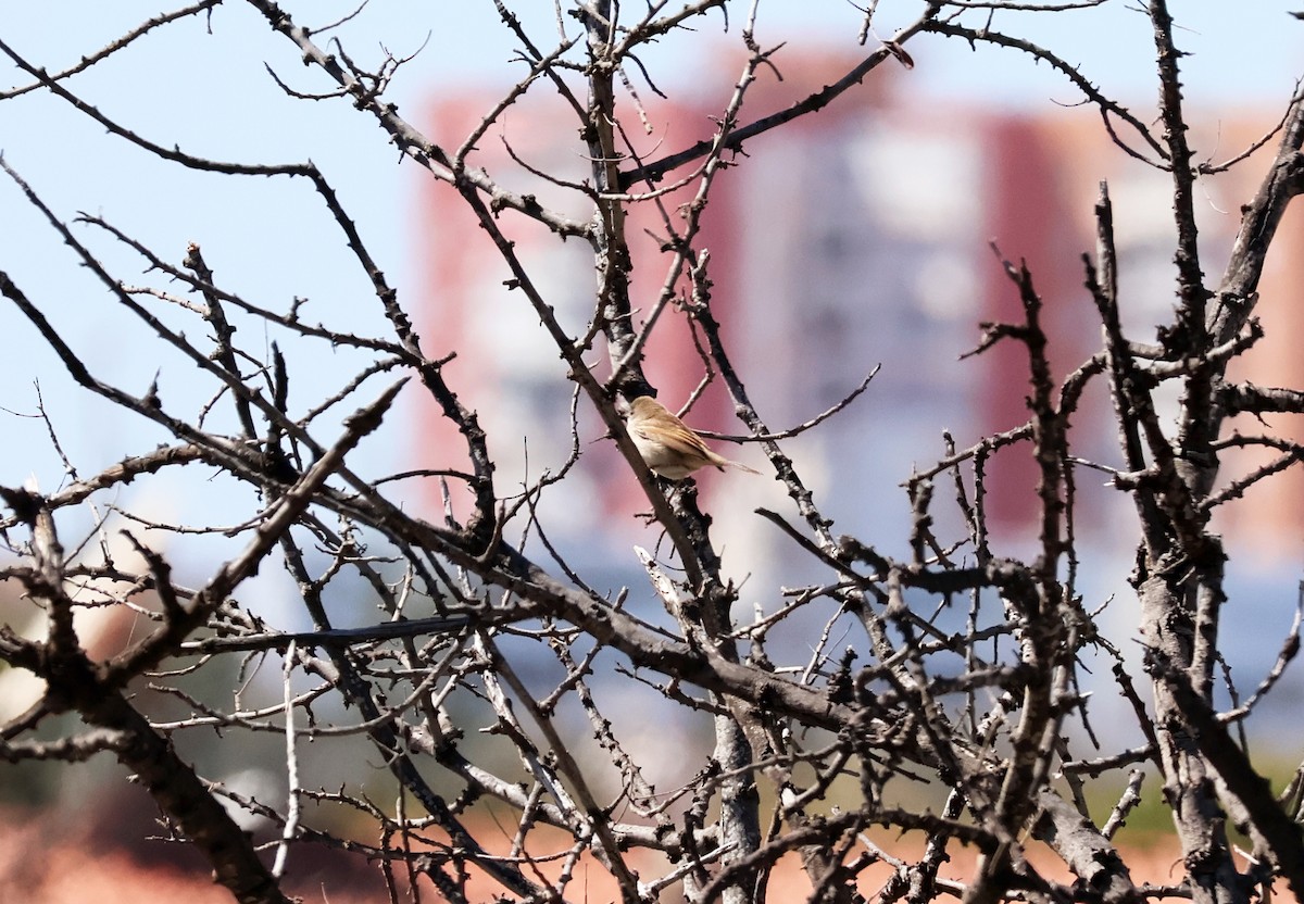 pěnice hnědokřídlá - ML634520024