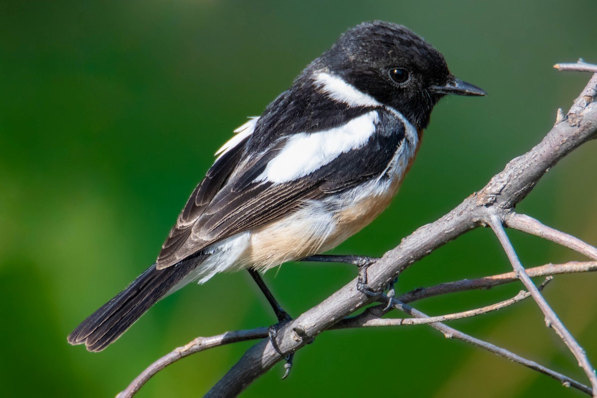 Siberian Stonechat (Siberian) - ML634520077