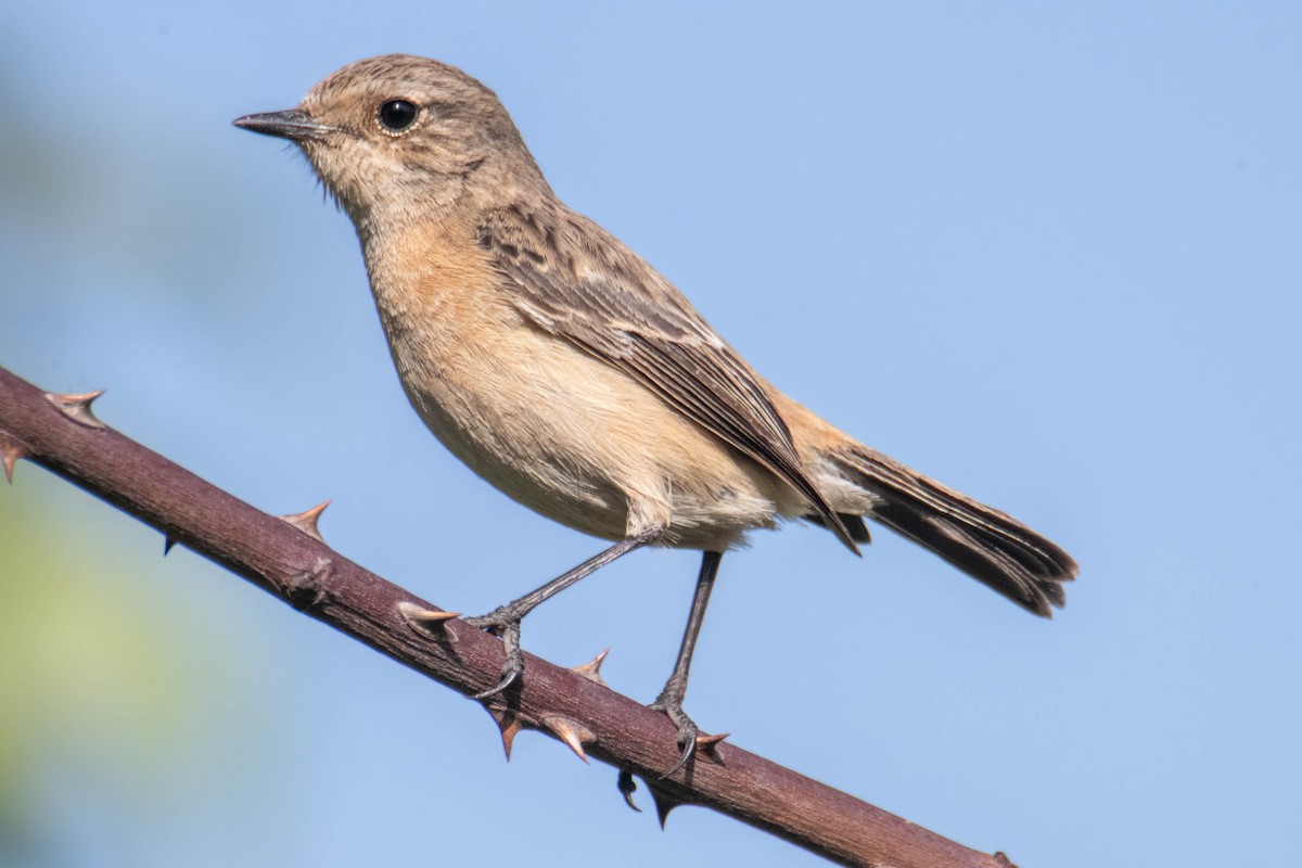 Siberian Stonechat (Siberian) - ML634520088
