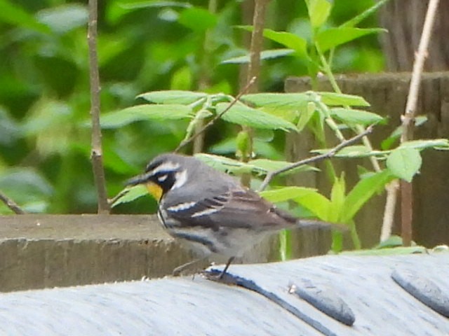 Yellow-throated Warbler - ML634520134