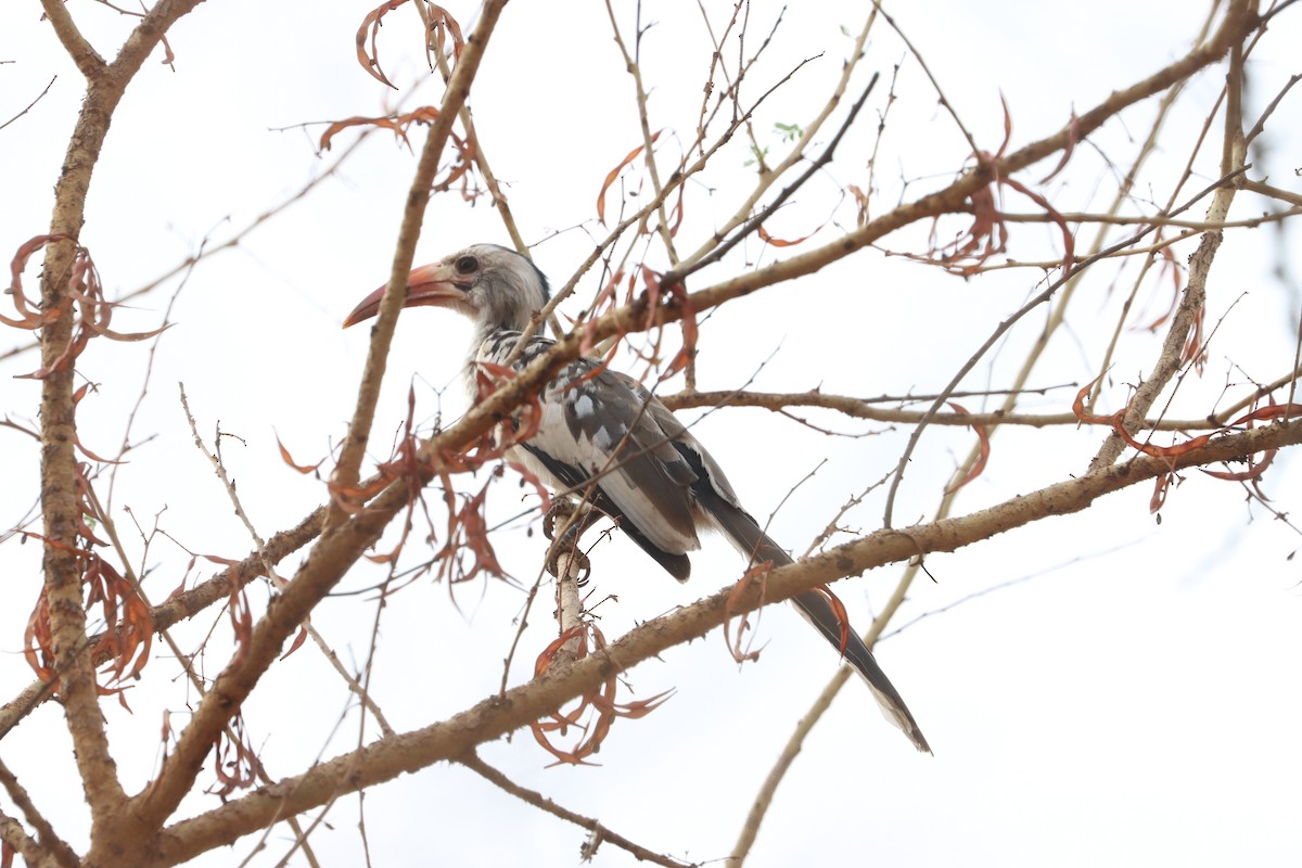 Northern Red-billed Hornbill - ML634520184