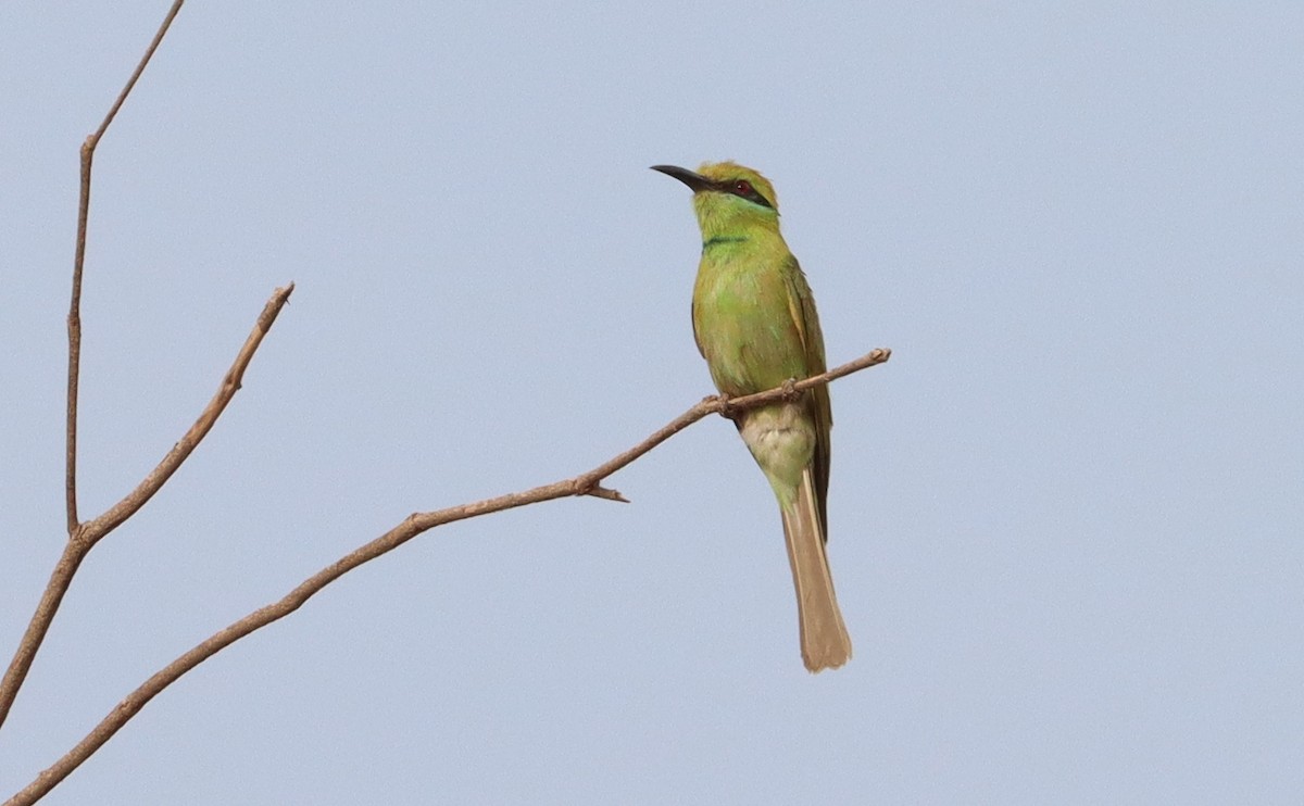 African Green Bee-eater - ML634520189