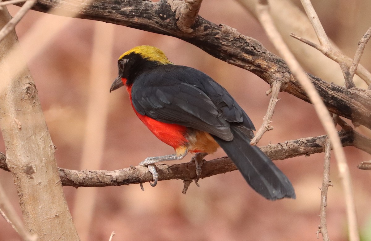 Yellow-crowned Gonolek - ML634520204