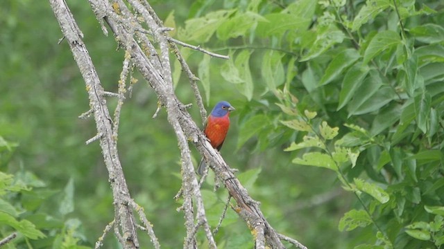 Painted Bunting - ML634520244