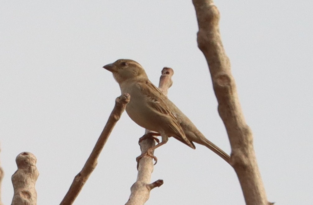 Sahel Bush Sparrow - ML634520248