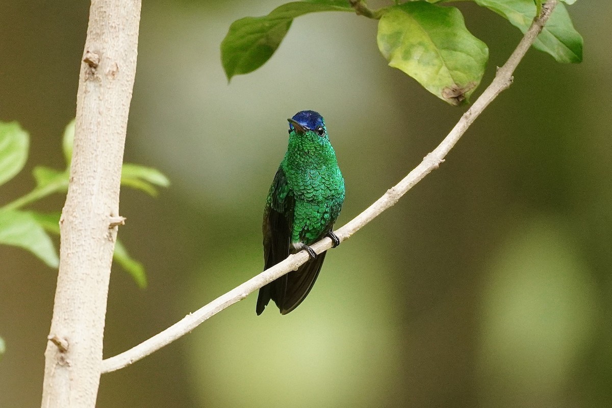 Indigo-capped Hummingbird - ML634520295