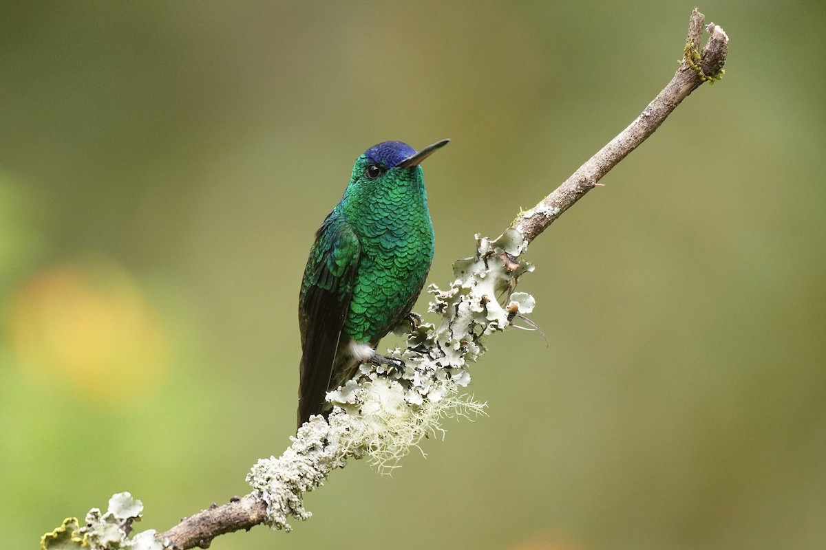 Indigo-capped Hummingbird - ML634520296