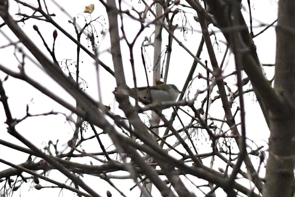 Tennessee Warbler - ML634520438