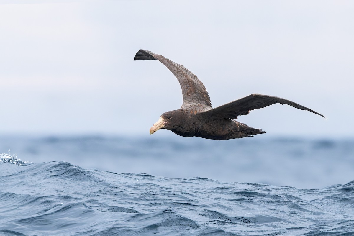 Northern Giant-Petrel - ML634520458
