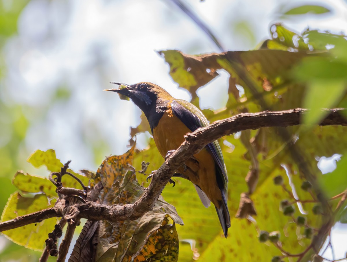 oransjebukbladfugl - ML634520514