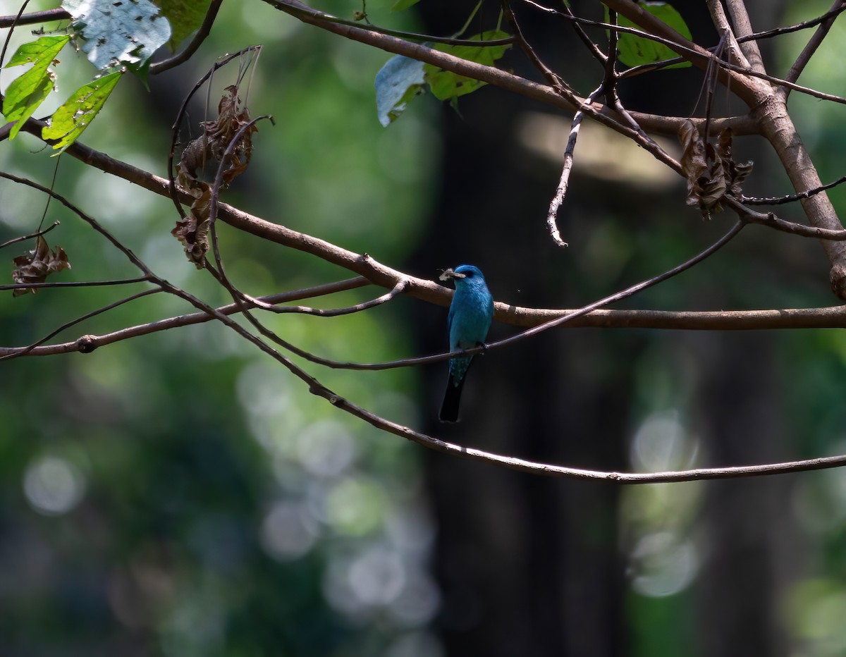 talassinfluesnapper - ML634520519