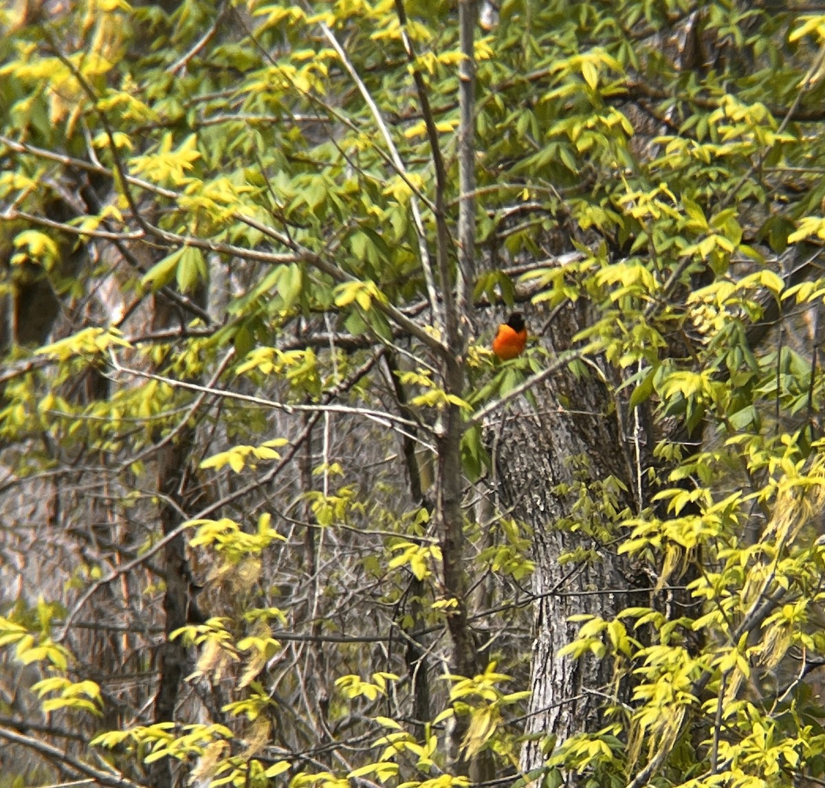 trupiál baltimorský - ML634520531