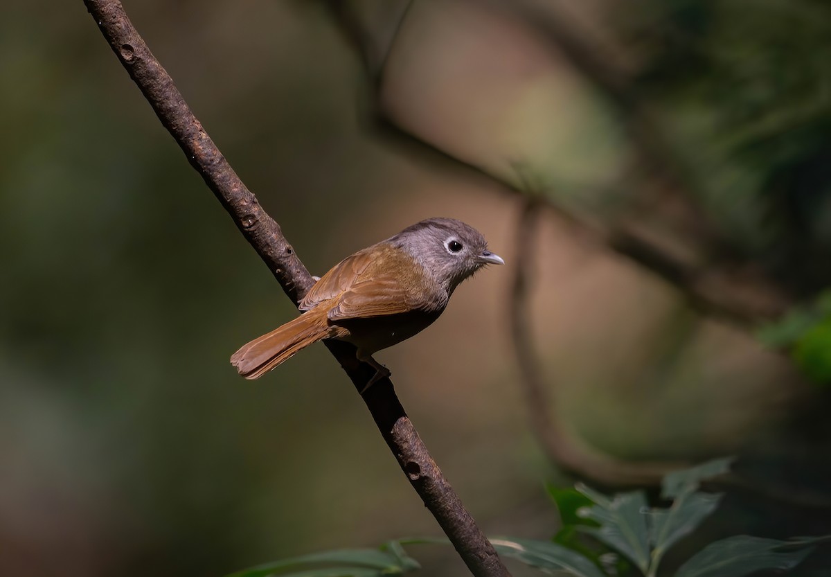 brillefulvetta - ML634520533