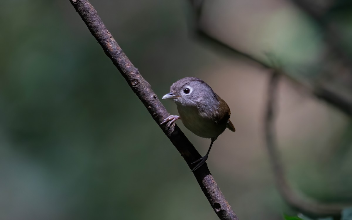 brillefulvetta - ML634520534