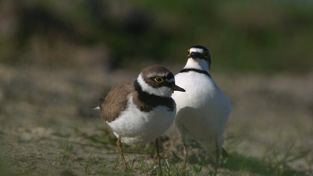 Little Ringed Plover - ML634520536