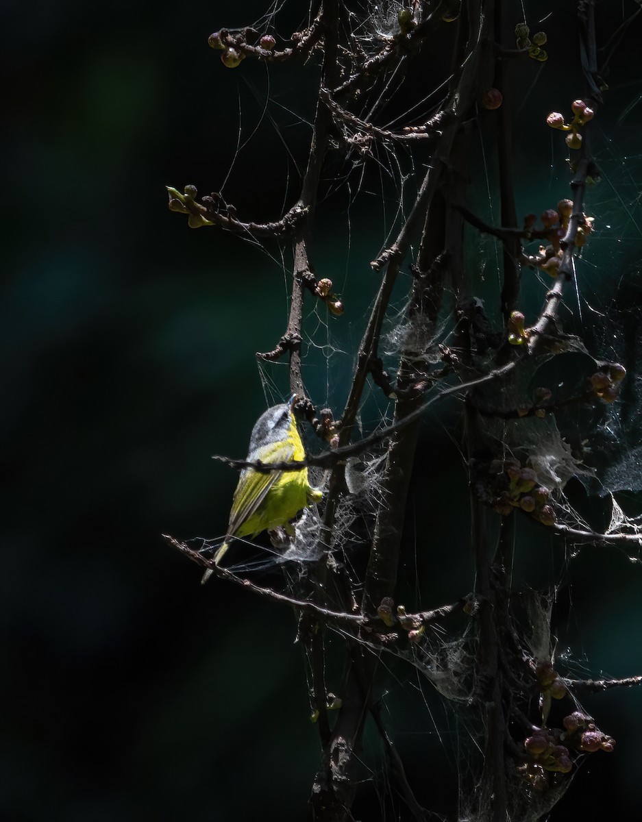 gråkappesanger - ML634520541