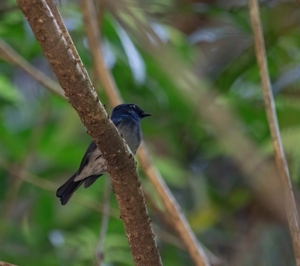 småniltava - ML634520555