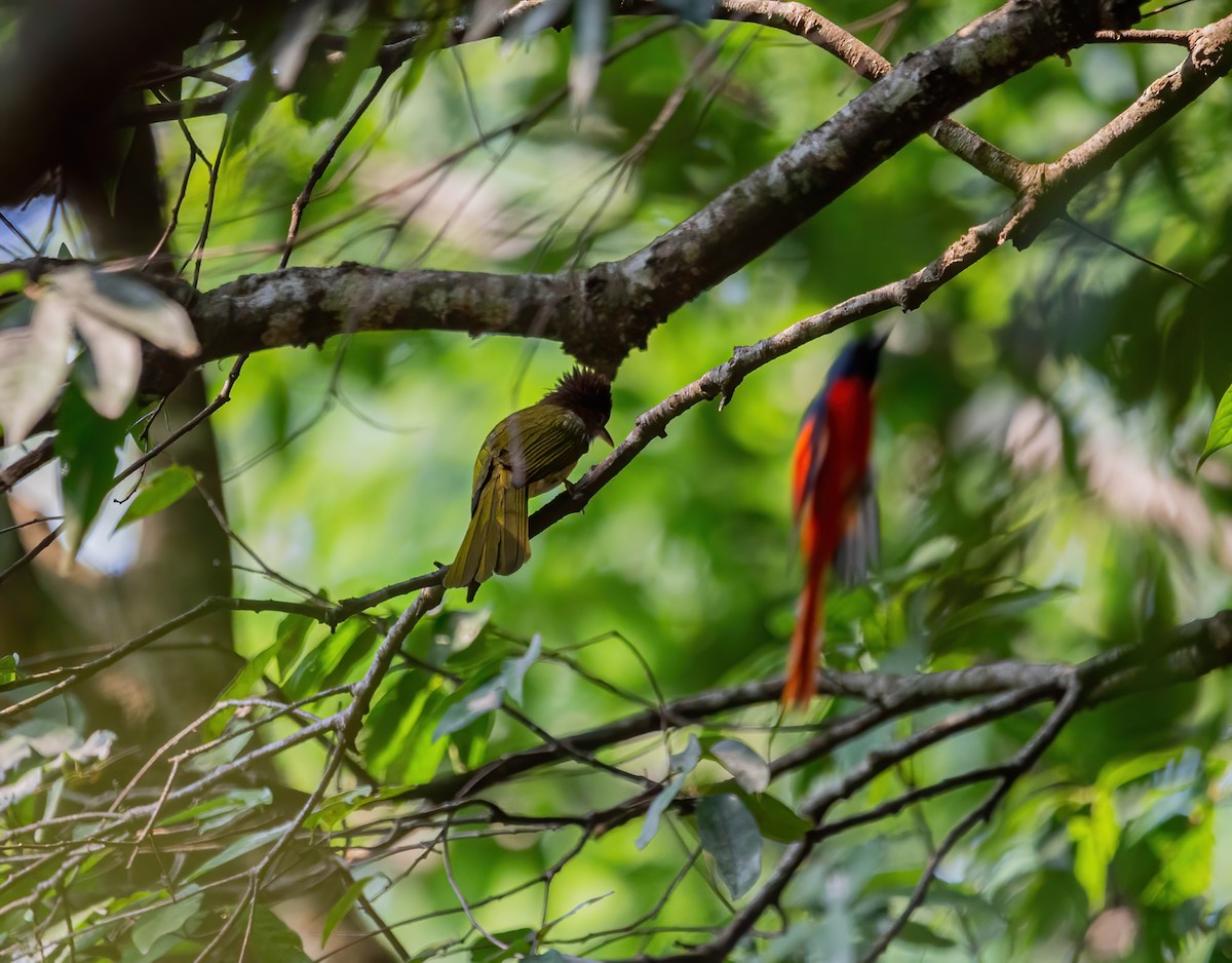 kanelbrystbylbyl - ML634520561