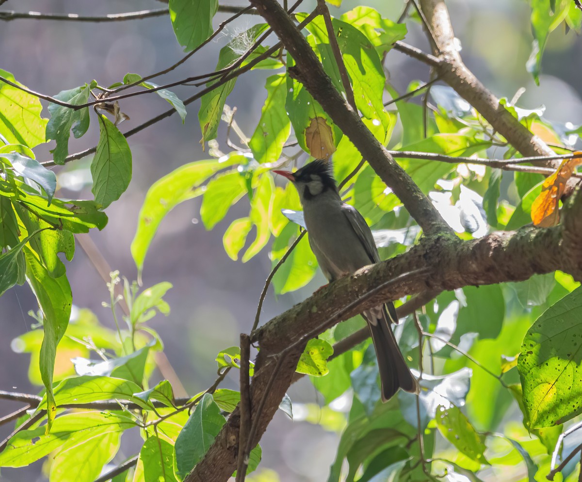 svartbylbyl - ML634520582