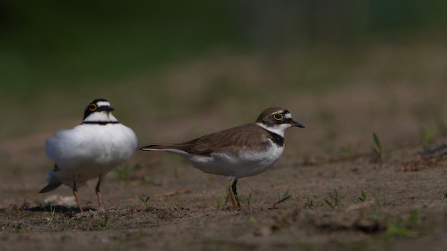 Little Ringed Plover - ML634520634