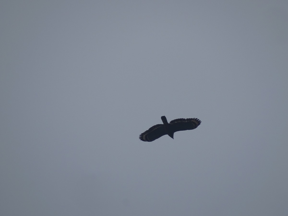 Crested Serpent-Eagle - ML634520729