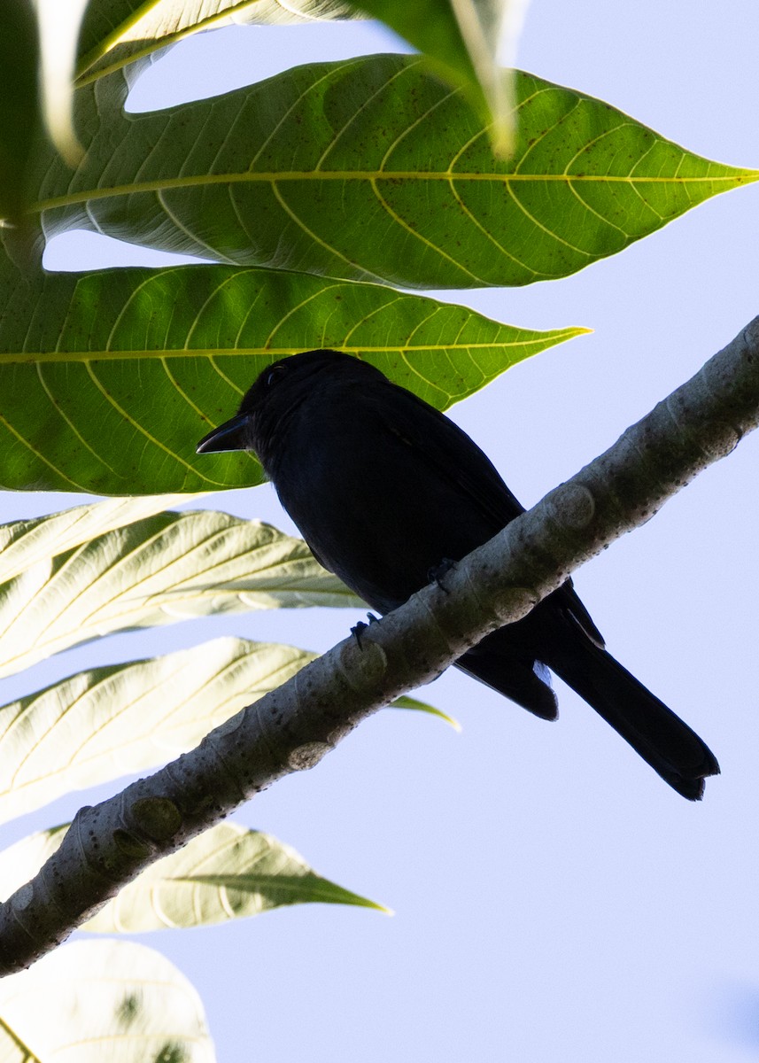 Jamaican Becard - ML634520730