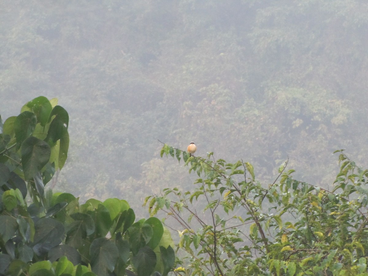 Bay-backed Shrike - ML634520733