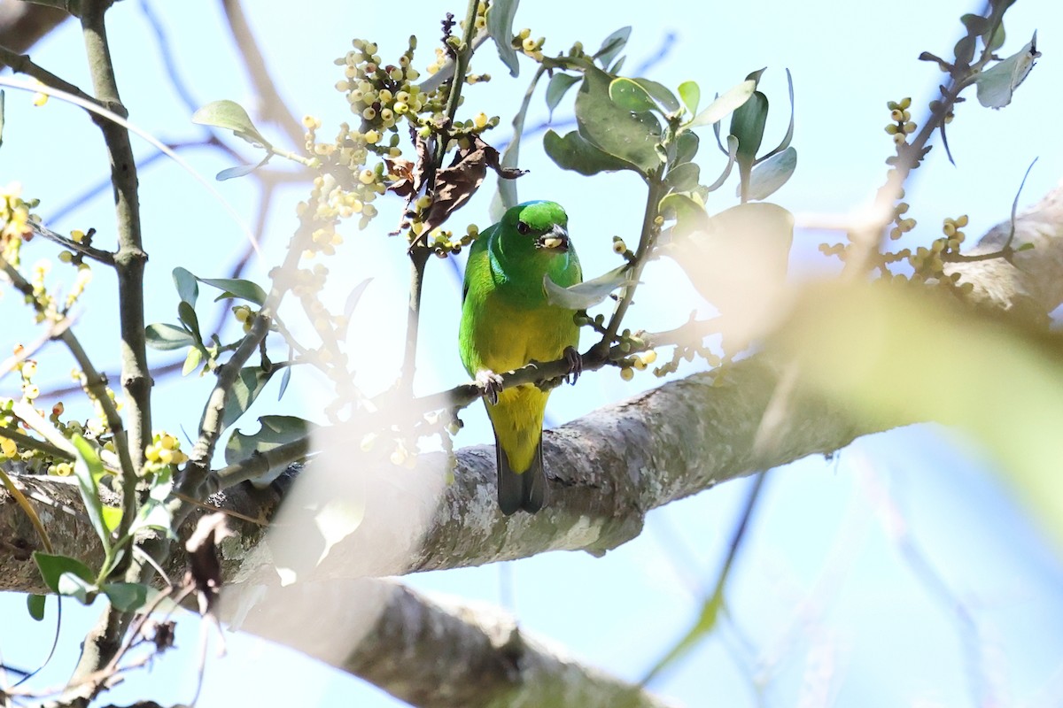Blue-crowned Chlorophonia - ML634520735