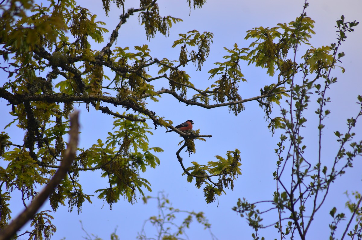 Eurasian Bullfinch - ML634520766