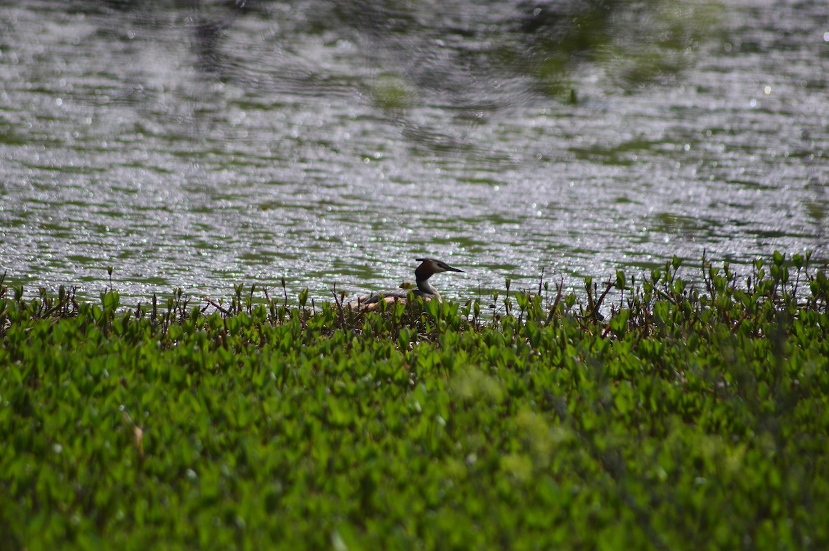 Great Crested Grebe - ML634520788