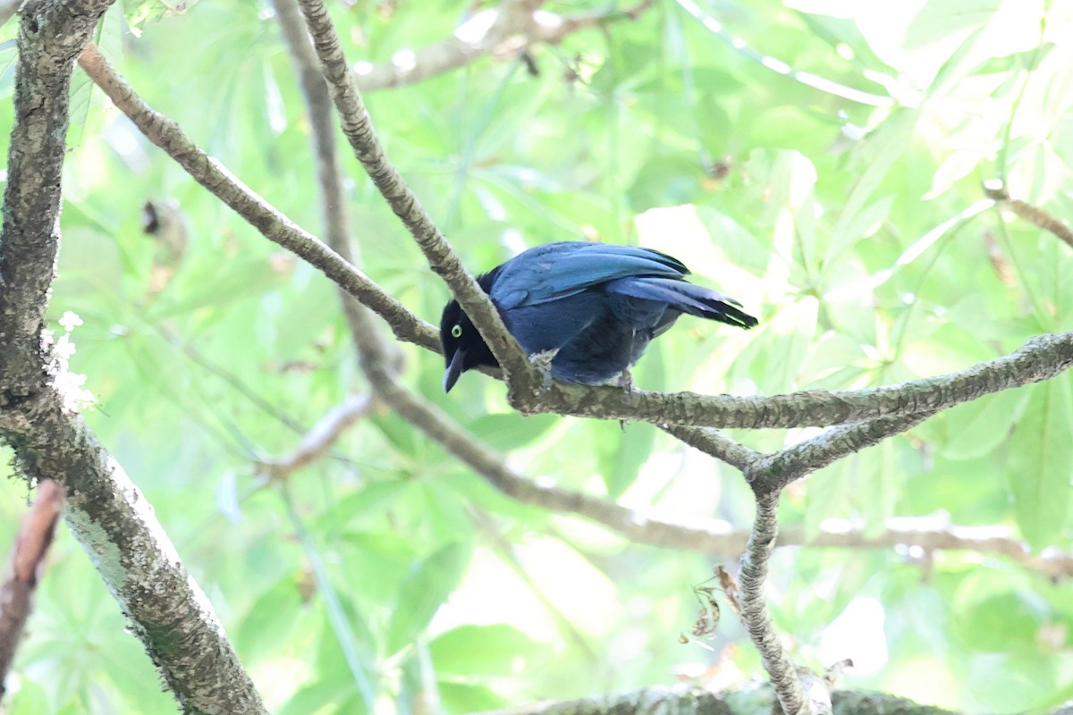 Bushy-crested Jay - ML634520798