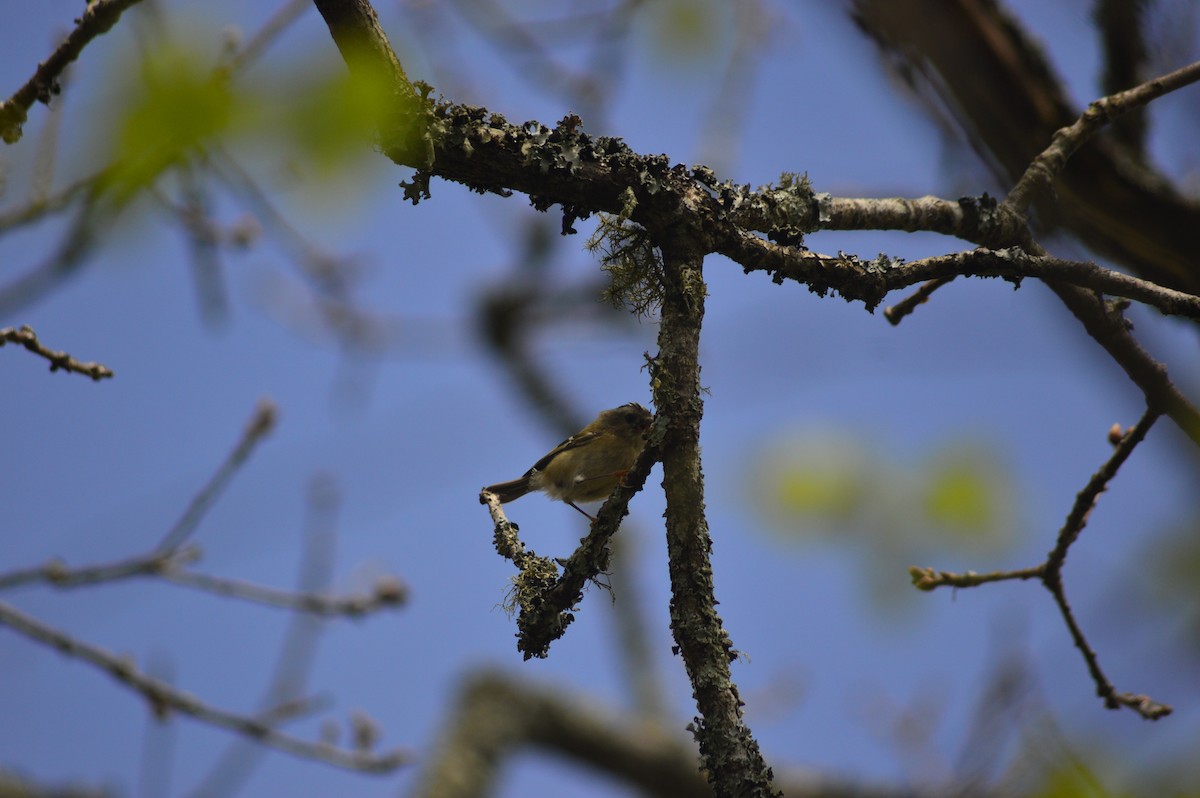 Goldcrest - ML634520799
