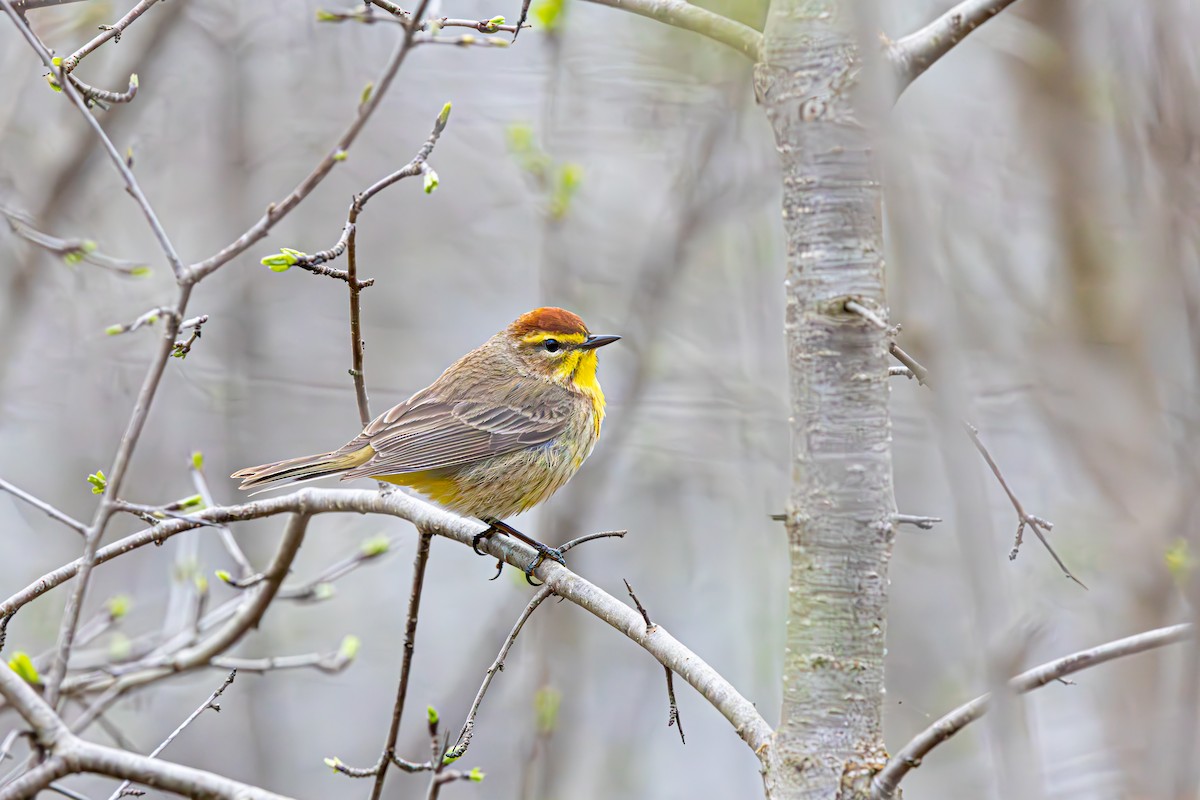 Palm Warbler - Roderick Hornby