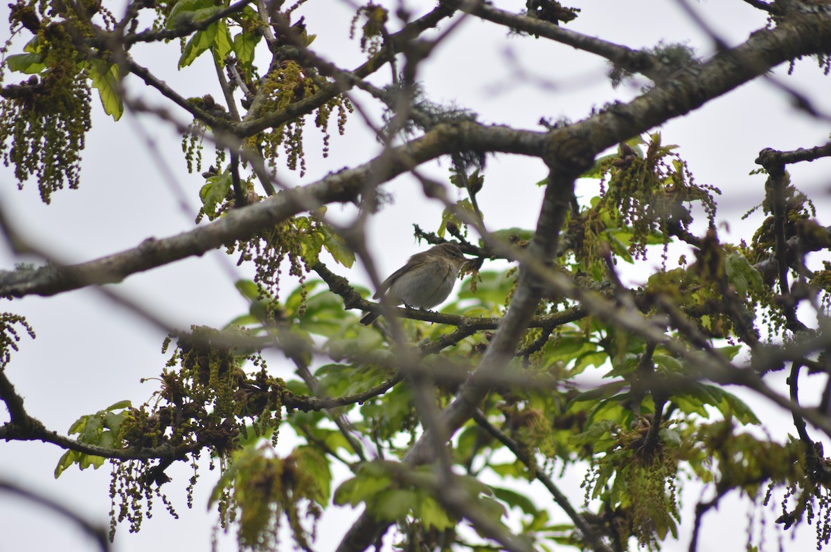 Common Chiffchaff - ML634520815