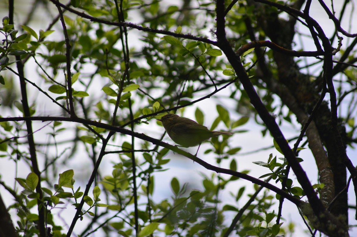Common Chiffchaff - ML634520819