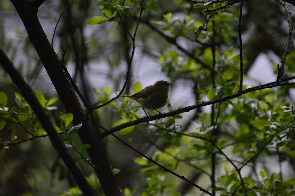 Common Chiffchaff - ML634520825