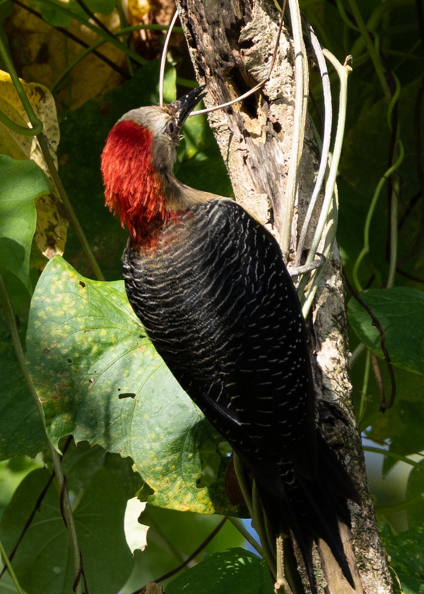 Jamaican Woodpecker - ML634520832
