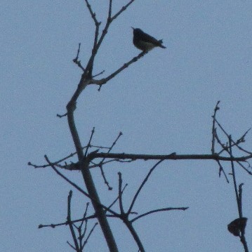 Crimson-backed Sunbird - ML634520847