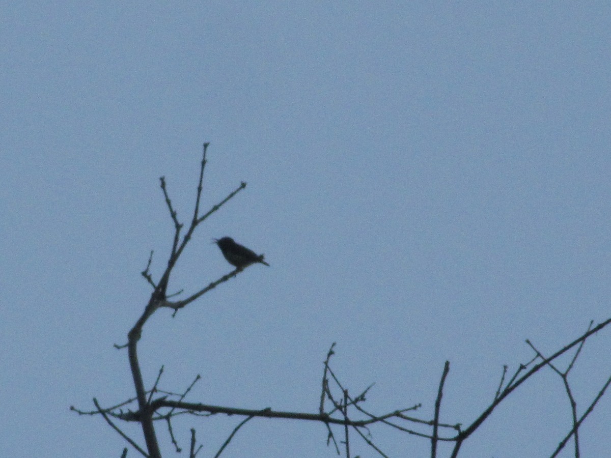 Crimson-backed Sunbird - ML634520855