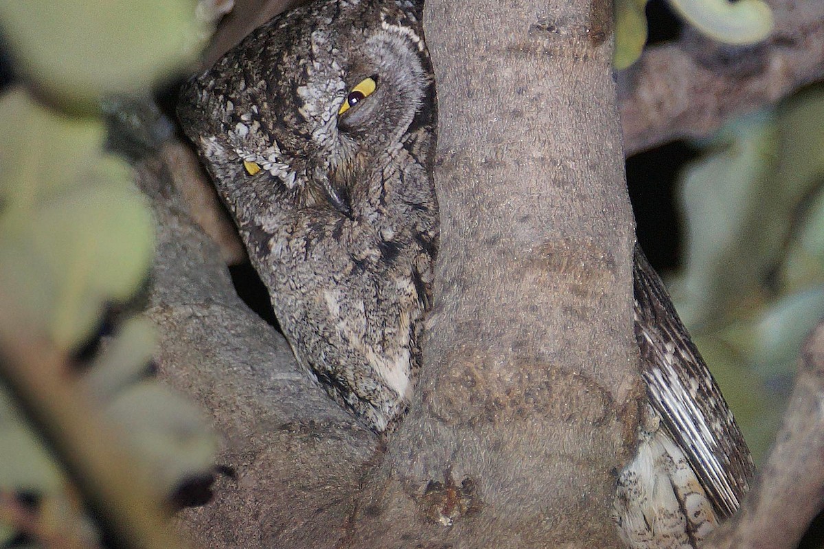Cyprus Scops-Owl - ML634520857