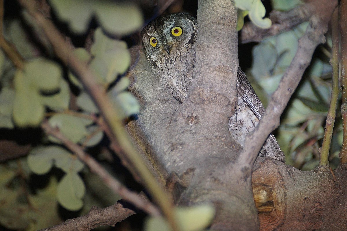 Cyprus Scops-Owl - ML634520858
