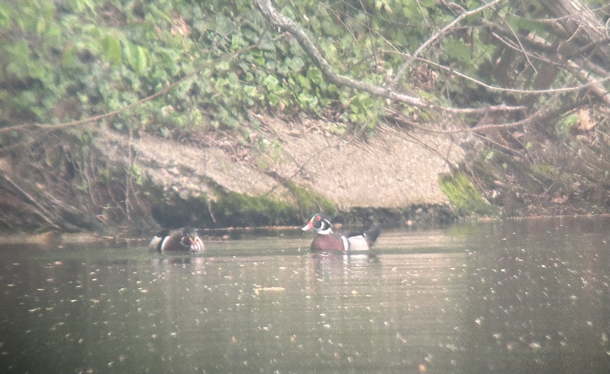 Wood Duck - ML634520892