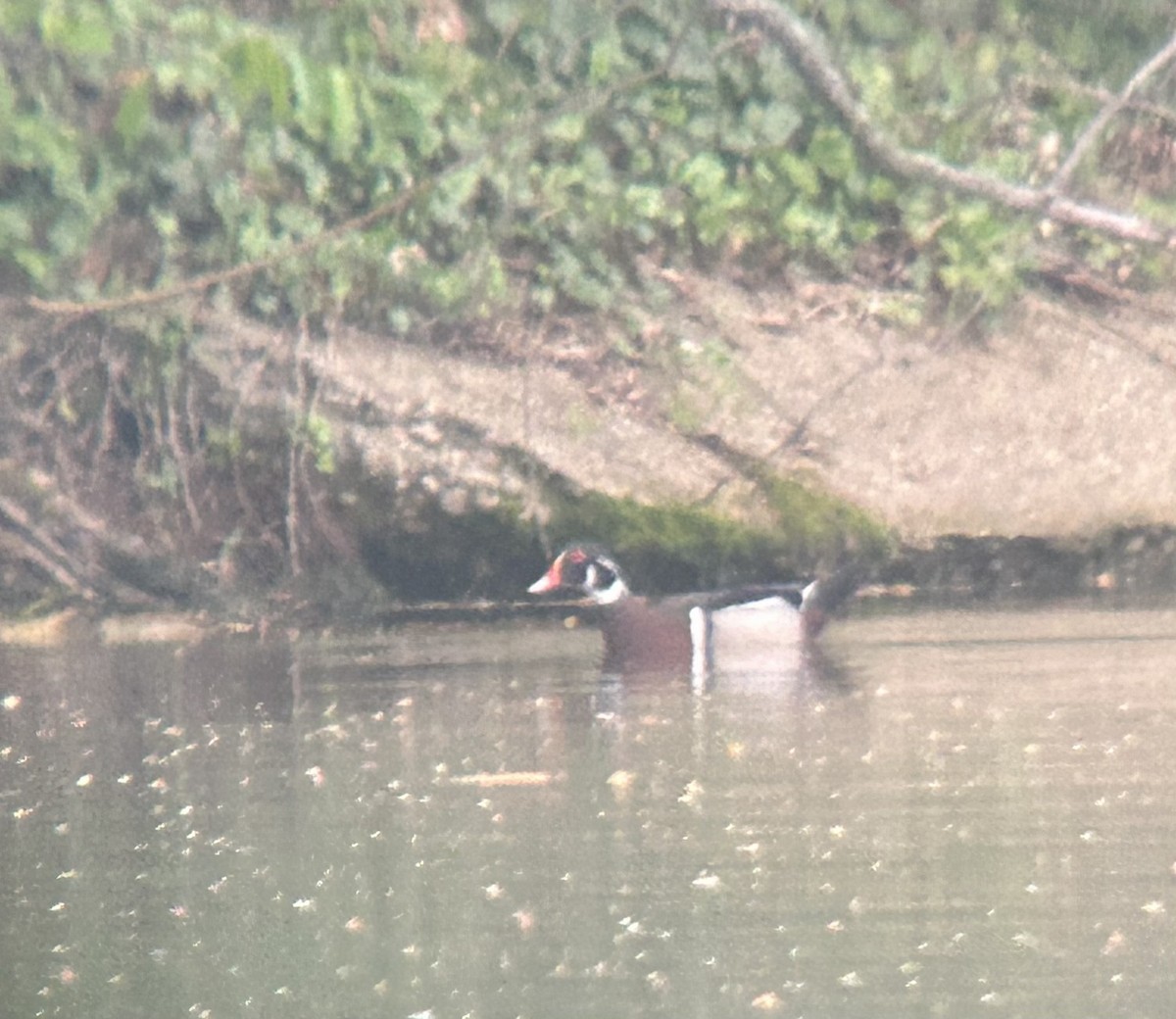 Wood Duck - ML634520893