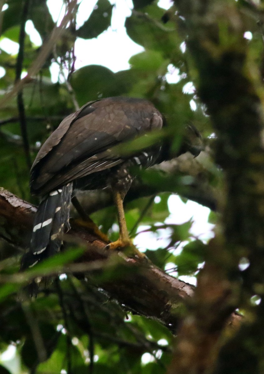 Collared Forest-Falcon - ML634520936