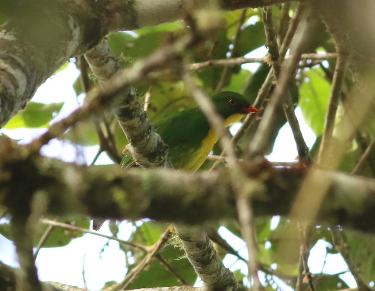 Golden-breasted Fruiteater - ML634520942