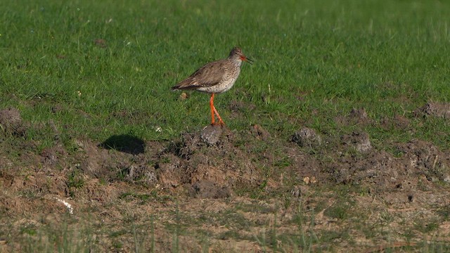 Common Redshank - ML634520946