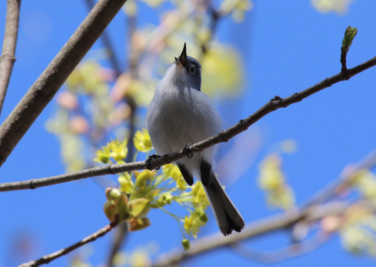 ブユムシクイ - ML634520948