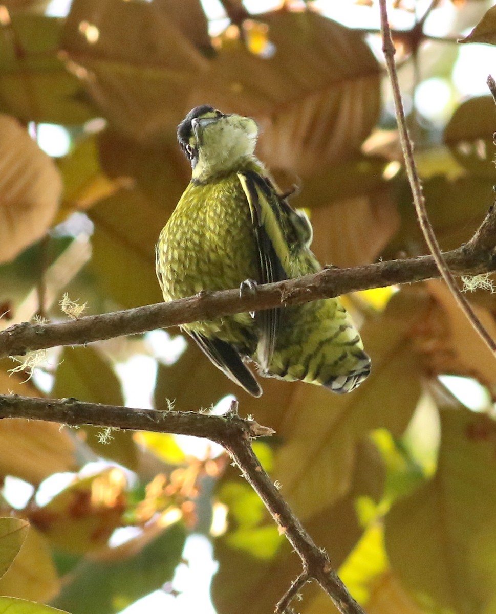 Scaled Fruiteater - ML634520957